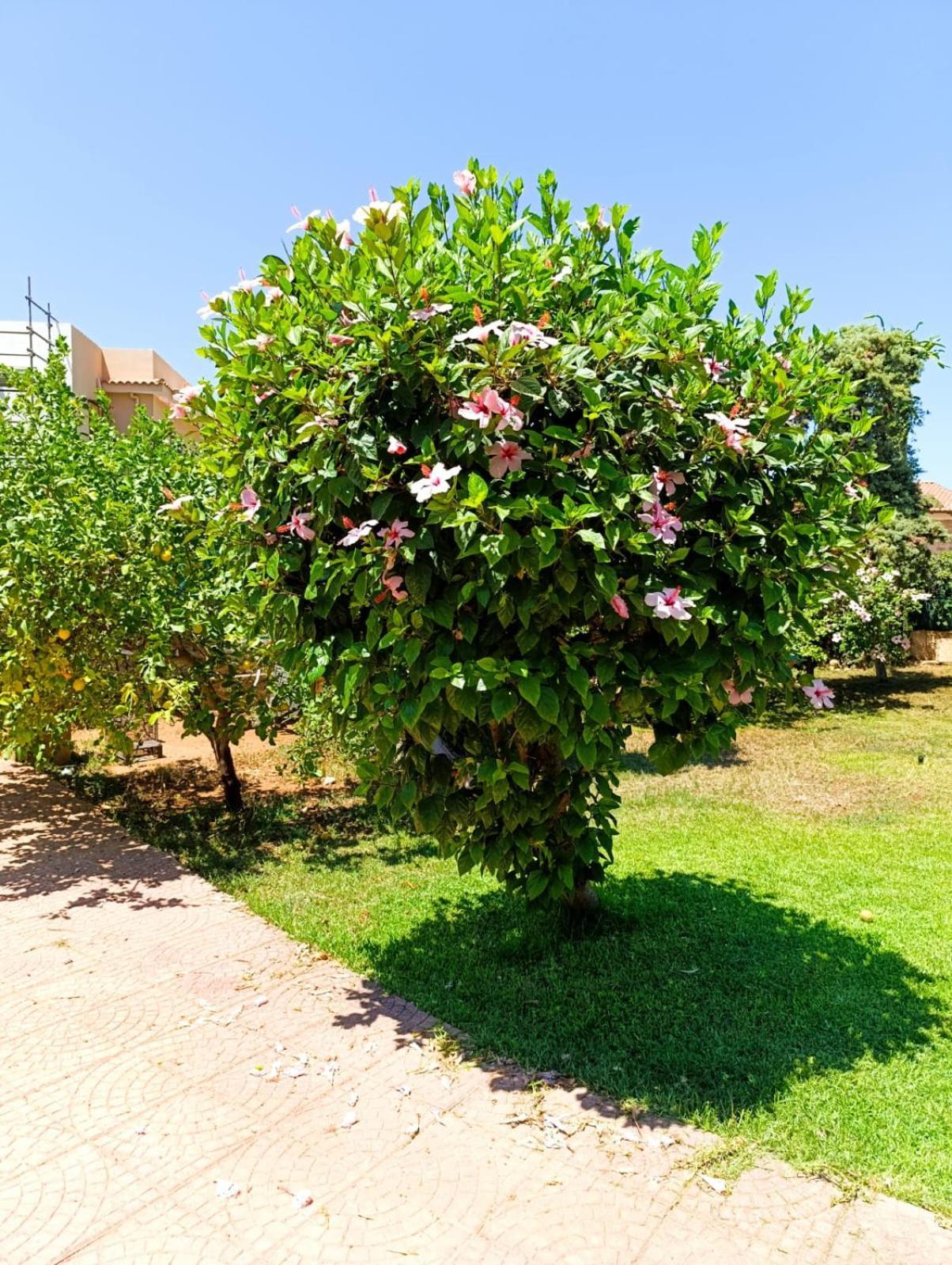 Casa In Giardino A Pochi Passi Dal Mare Βίλα Παλέρμο Εξωτερικό φωτογραφία